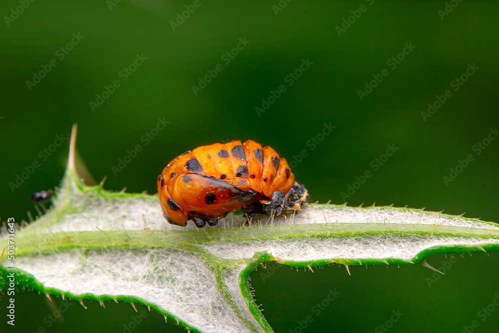 Fototapeta premium Beautiful ladybug on leaf defocused background