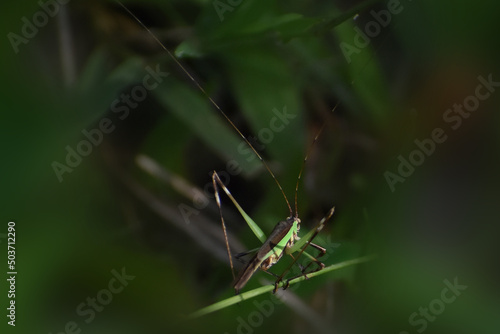 grasshopper on grass © Mohan