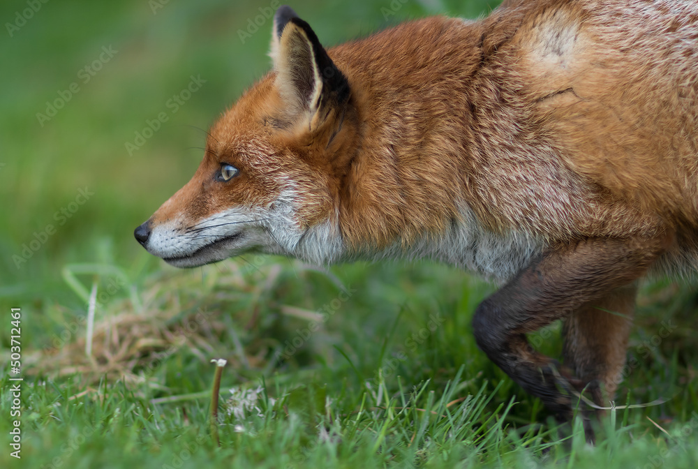 Fototapeta premium A Close-up of a Red Fox (Vulpes vulpes) Stalking prey on a Grassy field.