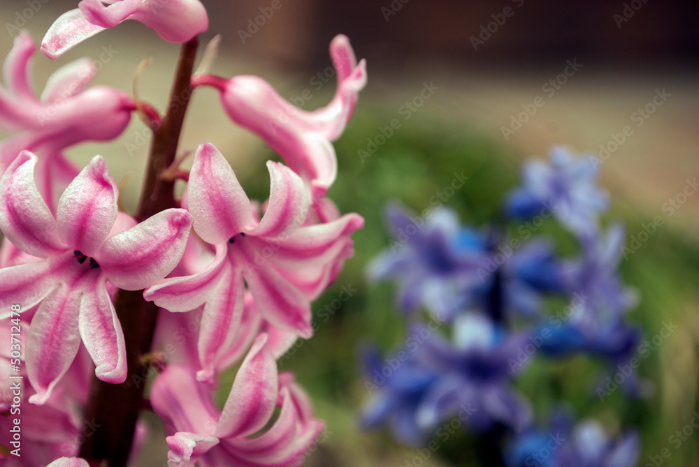 Pink hyacinth flowers blooming at springtime in a garden with blur hyacinth blossom background