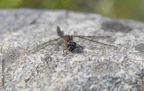 Black Darter Dragonfly (Sympetrum danae) Basking on a Rock in the Abernethy Forest in Scotland