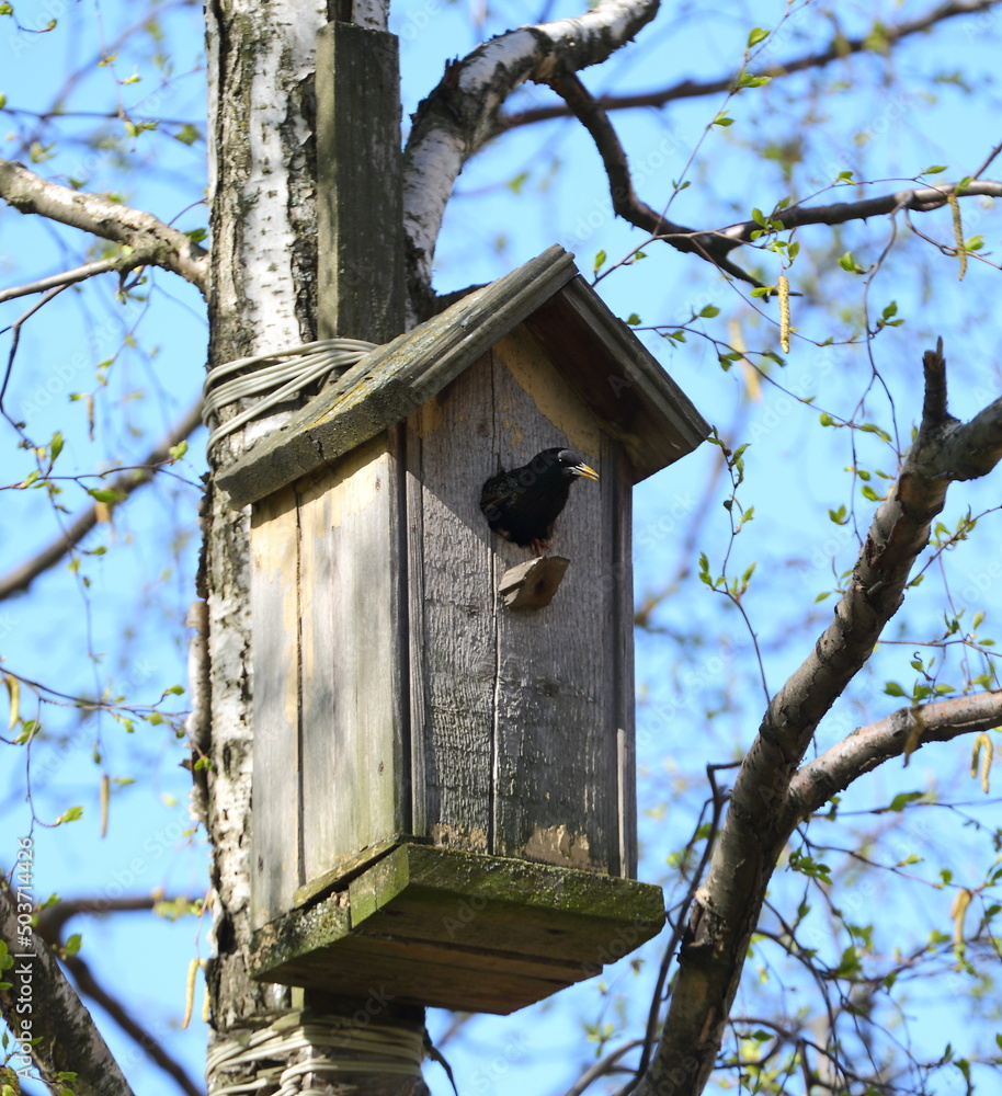 A starling looks out of a wooden birdhouse on a tree in the garden
