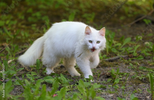 Fluffy white cat with open mouth in green grass