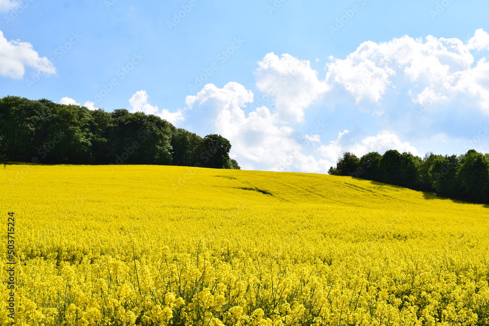 blühendes Rapsfeld, Wald mit einer Unterlbrechung auf dem Hügel blühendes Rapsfeld, Wald mit einer Unterlbrechung auf dem Hügel
