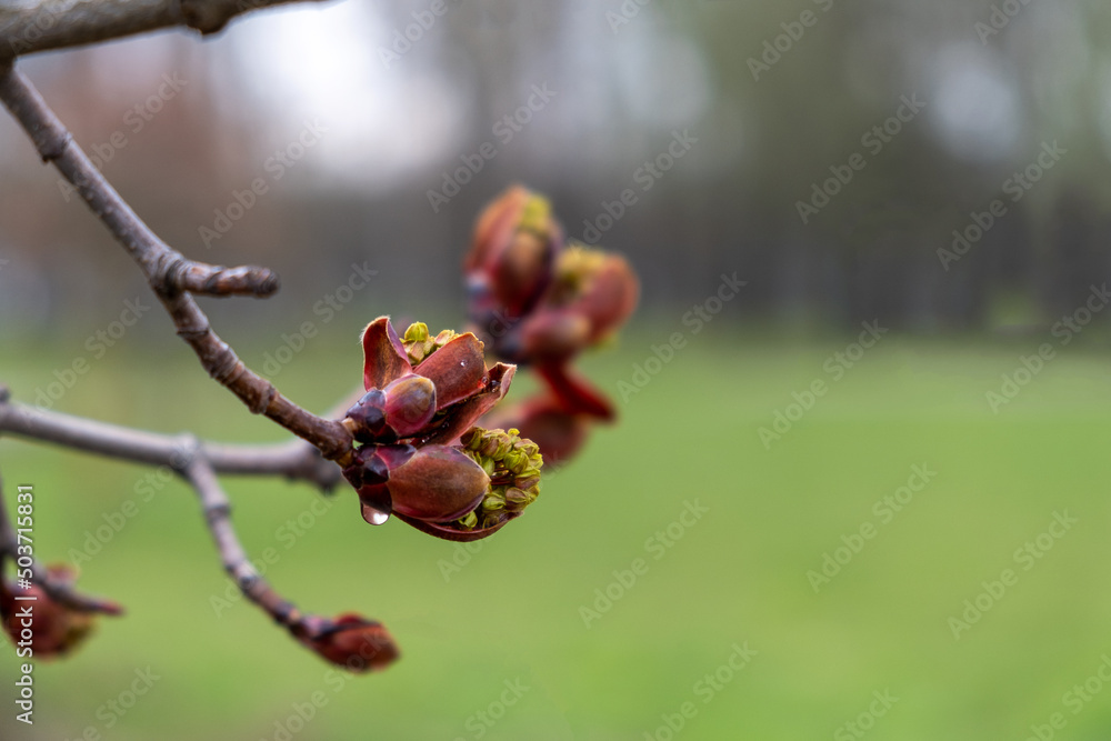 Horse chestnut branch with buds and young leaves. Spring, the birth of a new life concept. Selective focus. Horse chestnut branch with buds and young leaves. Spring, the birth of a new life concept. Selective focus.