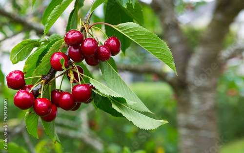 Stampa su tela Red Cherries hanging on a cherry tree branch.
