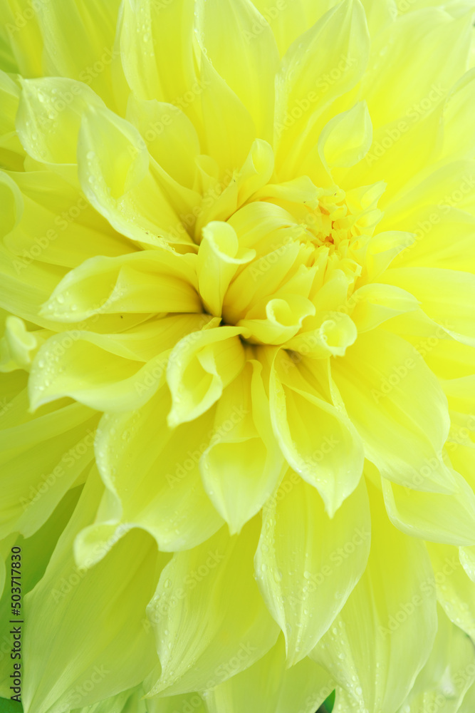 Close Up of yellow dahlia flower . Close Up of yellow dahlia flower .