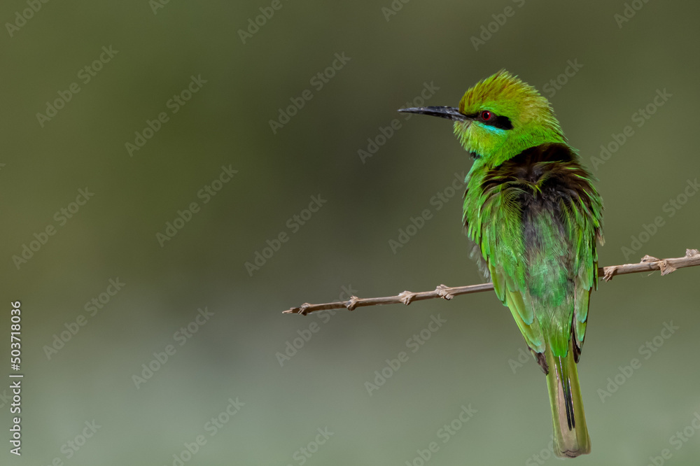 Fototapeta premium green bee-eater on perch