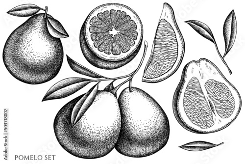 Citrus vintage vector illustrations collection. Black and white pomelo.