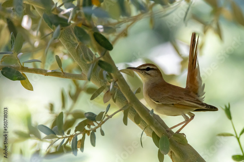 Rufous-tailed scrub robin perched in an olive tree