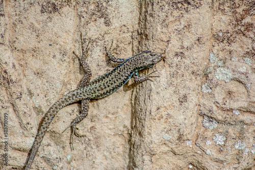 Lizard on the stone. Reptile in the wild