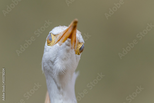 Cattle egret portrait, full frontal