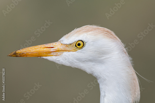 Cattle egret portrait