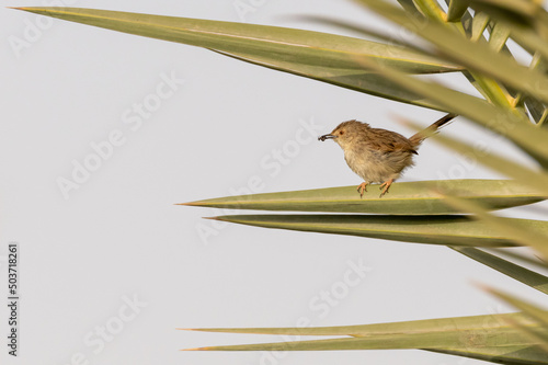 Graceful Prinia with prey, perching on branch