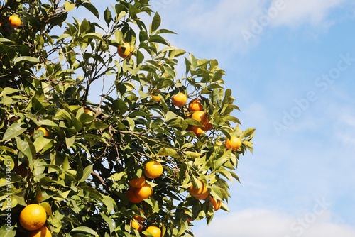 Orange trees at the streets of Cordoba, Spain