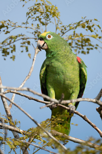 Yellow-crowned Amazon - Amazona ochrocephala columbia.