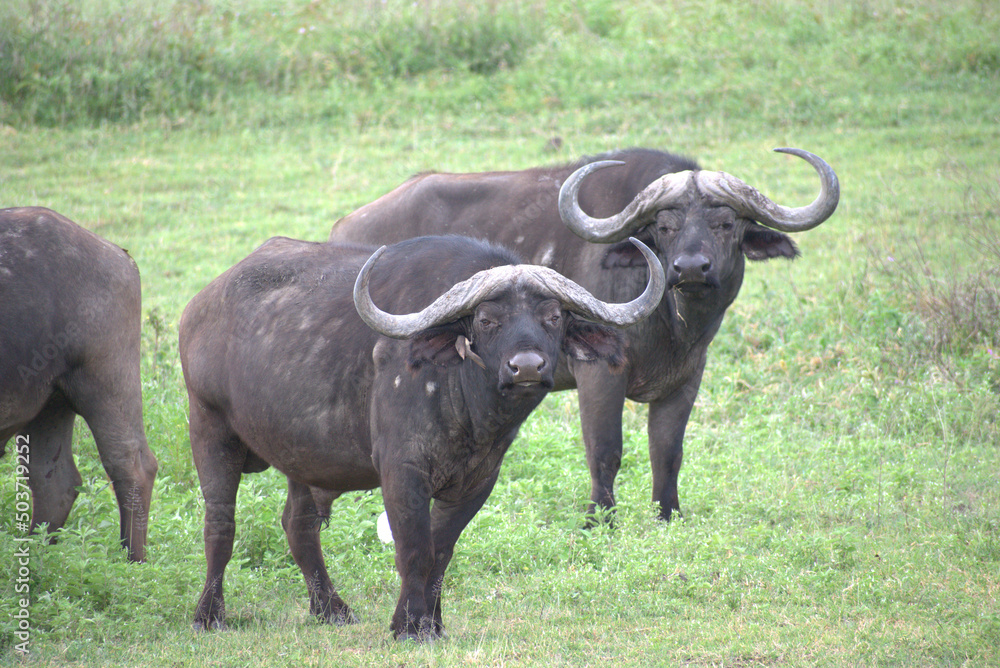 Buffalos staring