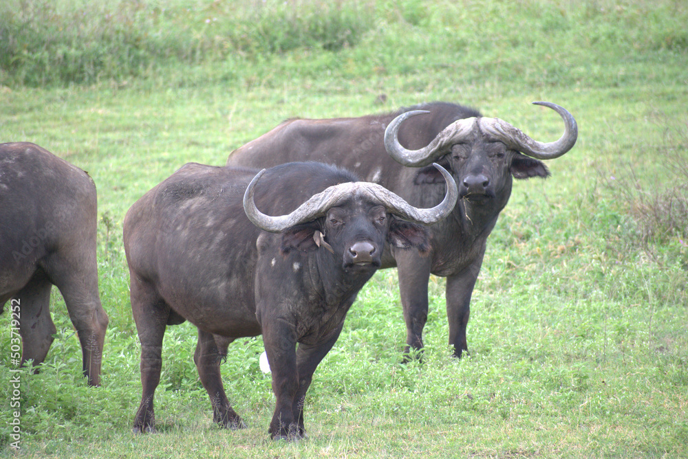 Buffalos staring Buffalos staring