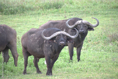 Buffalos staring