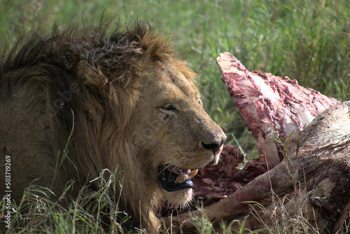 Lion animal carcass