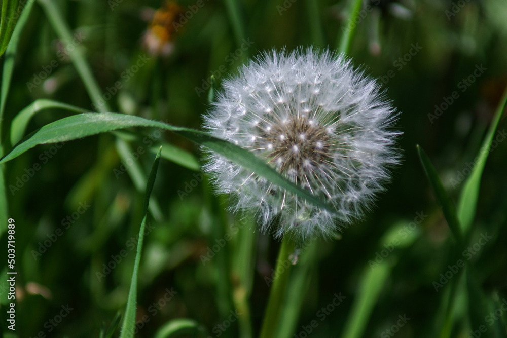 Fototapeta premium dmuchawiec