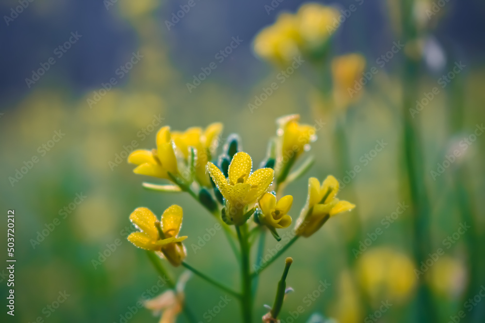 Fototapeta premium The mustard plant is a plant species in the genera Brassica and Sinapis in the family Brassicaceae. Mustard seed is used as a spice.
