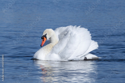 graceful white swan swimming in blue waves