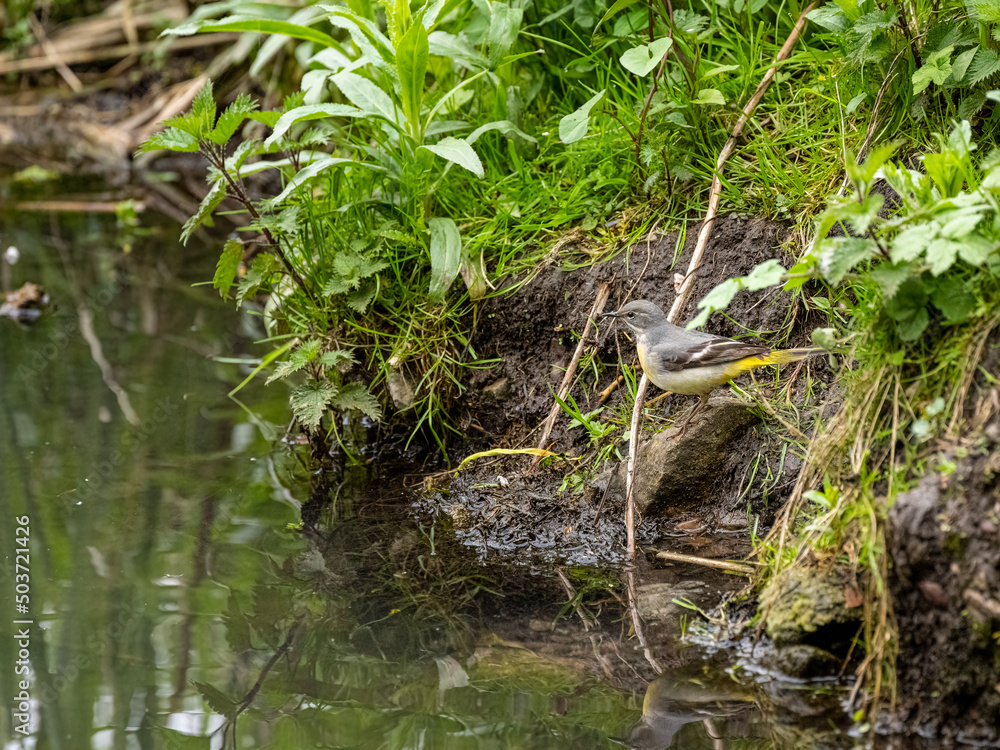 A Grey Wagtail, Motacilla cinerea on a river bank with reflection. A Grey Wagtail, Motacilla cinerea on a river bank with reflection.