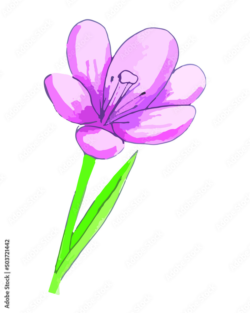 Naklejka premium Watercolor illustration of pink crocus flower. Vector isolated element on white background for design