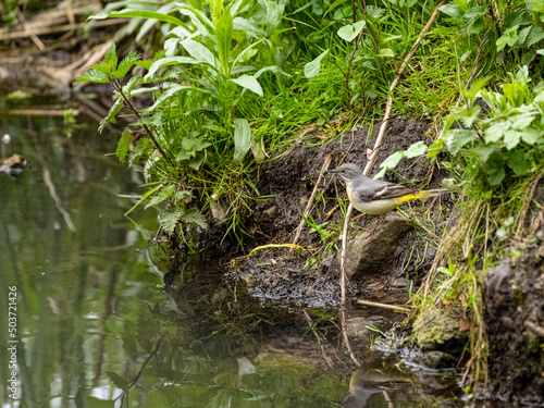 A Grey Wagtail, Motacilla cinerea on a river bank with reflection.
