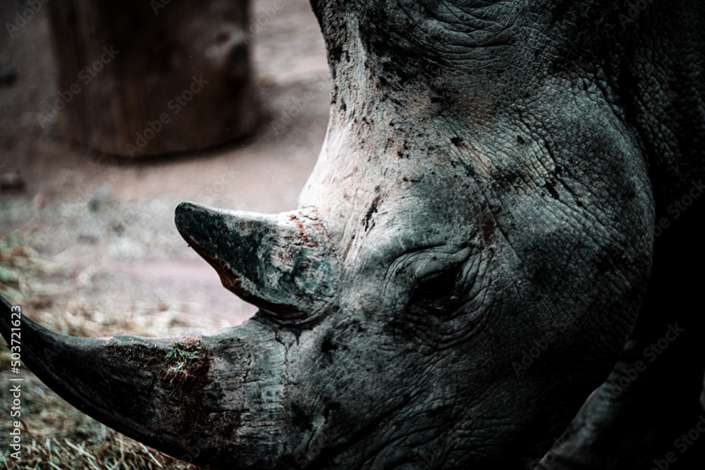 Fototapeta premium close up portrait for rhino in the zoo 