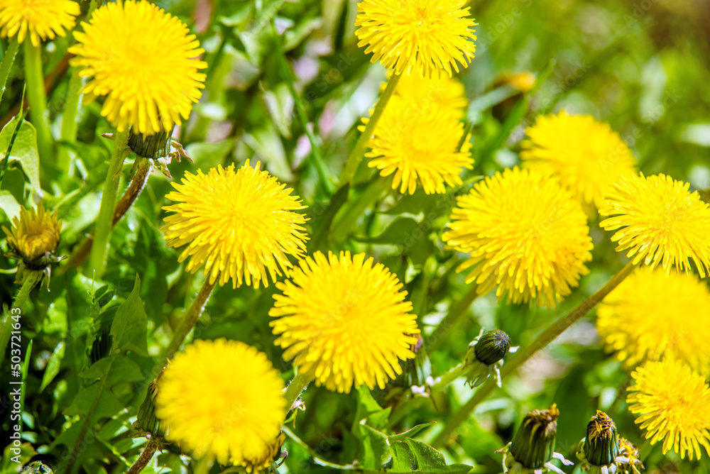 Yellow dandelions blooming on grass background
Yellow dandelions blooming on grass background
