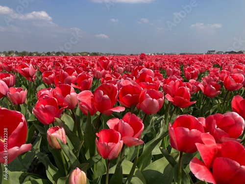 Feld mit Tulpen in Pink in Holland 