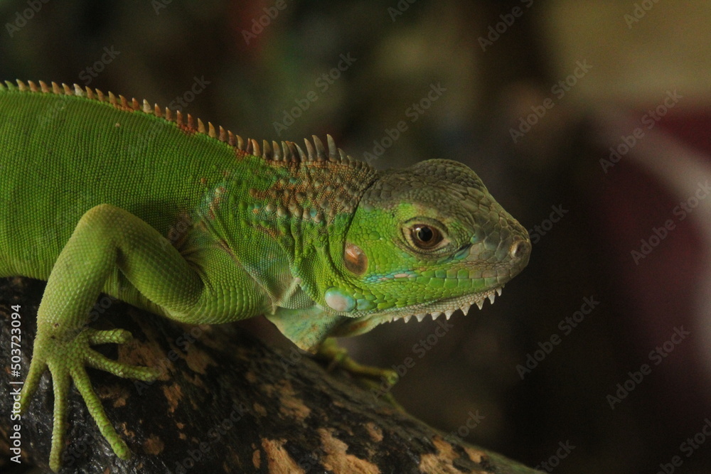 Fototapeta premium Close up of green iguana in a mini zoo