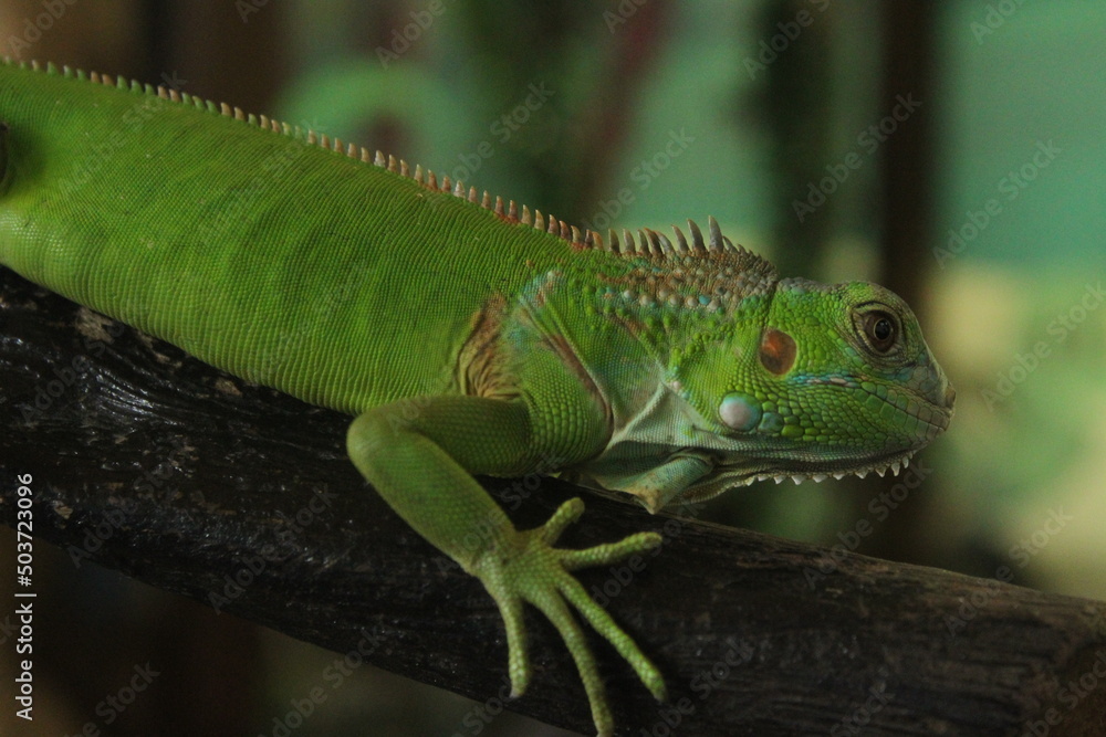 Close up of green iguana in a mini zoo Close up of green iguana in a mini zoo