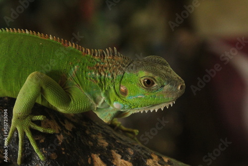 Close up of green iguana in a mini zoo