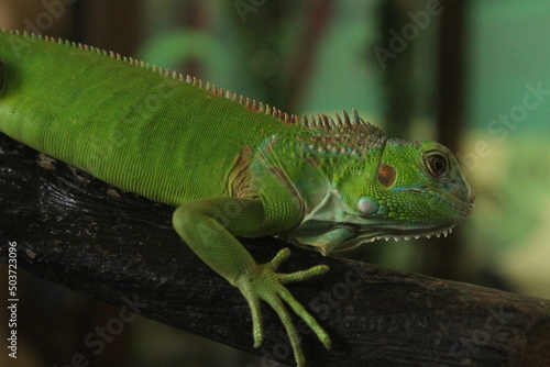 Close up of green iguana in a mini zoo