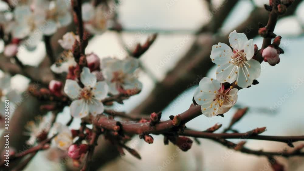 Peach blossoms in spring in sunny weather. White fruit tree flowers Peach blossoms in spring in sunny weather. White fruit tree flowers