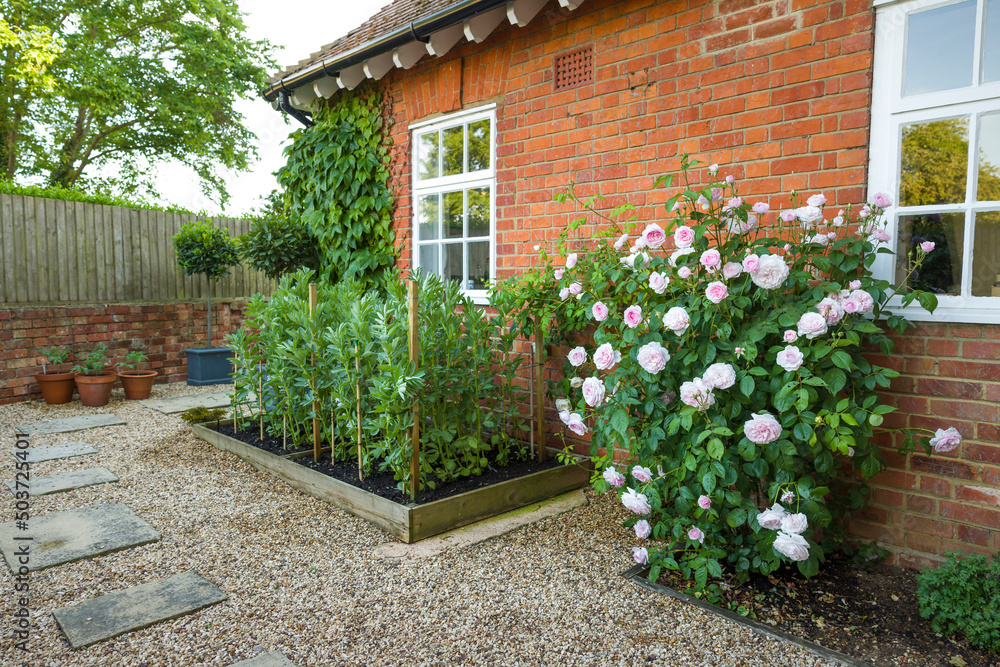 Naklejka premium Garden with hard landscaping an rose bush, UK