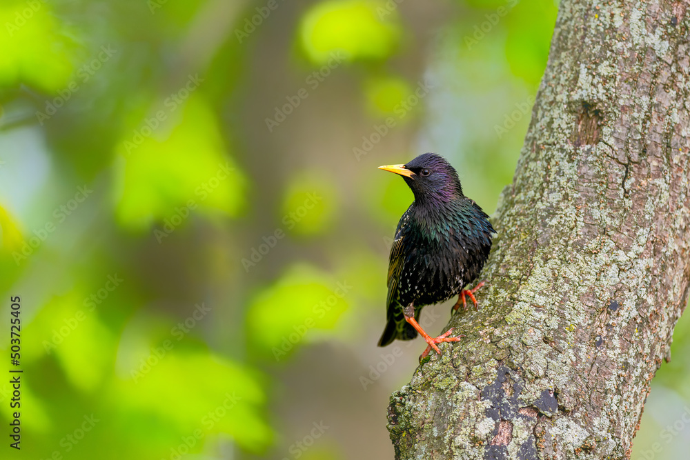 Garden Birds. starling. Common European starling on a branch with beautiful bright green background. sturnus vulgaris. spring background. Glittering colors. Garden Birds. starling. Common European starling on a branch with beautiful bright green background. sturnus vulgaris. spring background. Glittering colors.