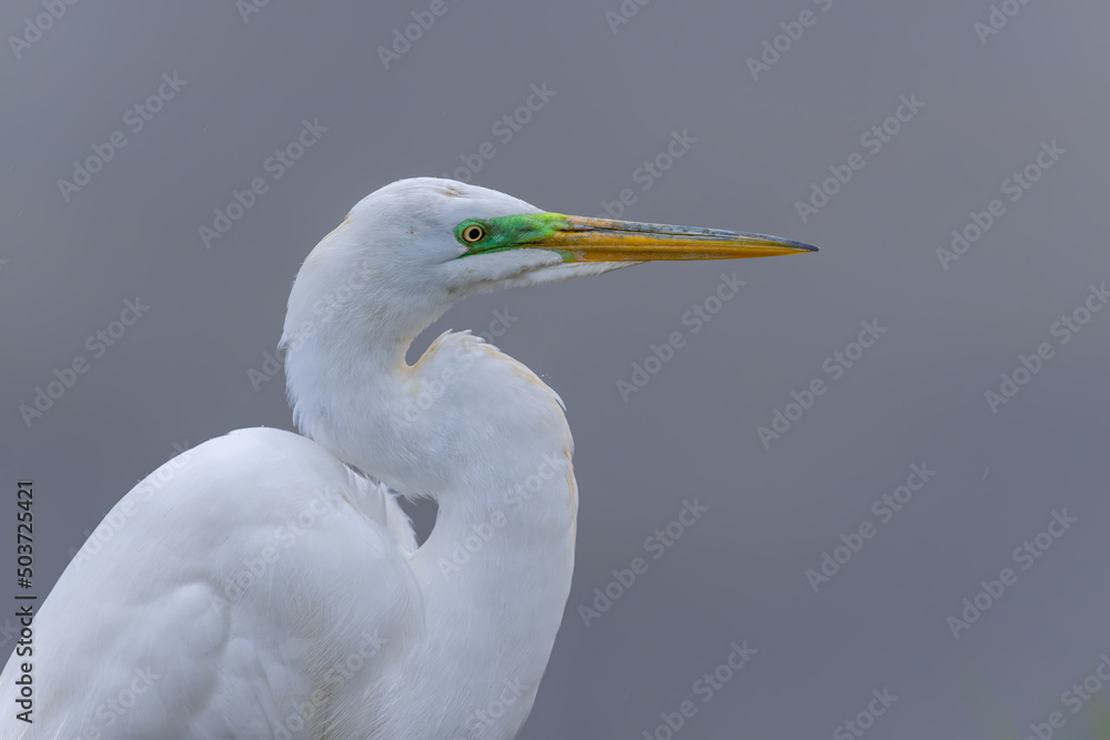 white egret with mating plumage close up. Wildlife scene from nature. Animal in the nature habitat. white egret with mating plumage close up. Wildlife scene from nature. Animal in the nature habitat.