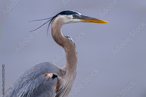 Tableau sur toile water bird. The great blue heron Standing .Isolated close up.