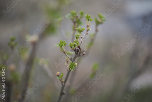 Leaves blossom on branches in spring. Nature background. Spring wallpaper, close-up, selective focus © paralisart