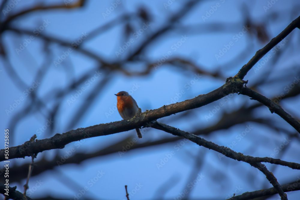 Ein einsames Rotkehlchen sitzt auf dem Zweig eines Baumes. Ein einsames Rotkehlchen sitzt auf dem Zweig eines Baumes.