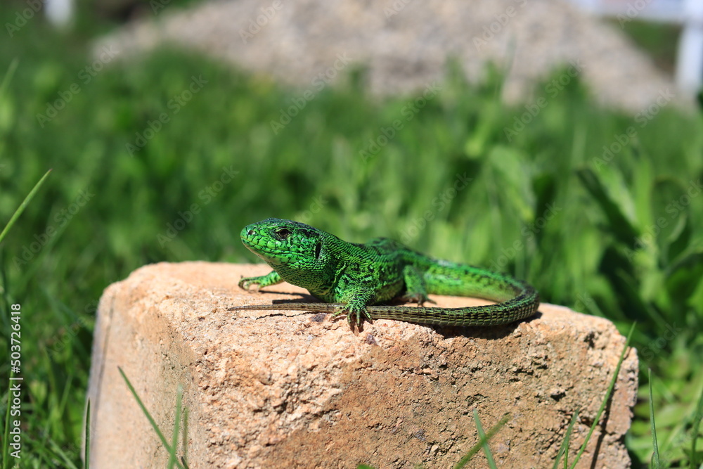 reptile reptile