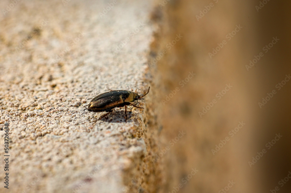 Ein kleiner Käfer läuft über eine Steinwand.