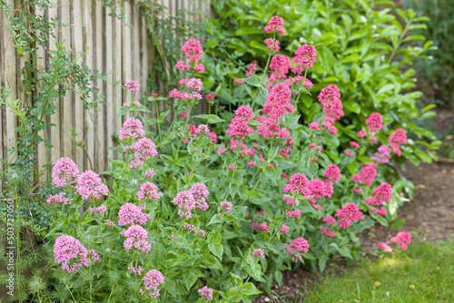 Valerian flowers, perennial plants growing in UK garden border