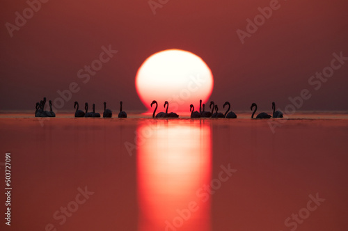 Fotografie, Tablou Greater Flamingos and dramatic sunrise at Asker coast, Bahrain