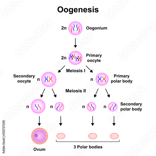 Scientific Designing Of Oogenesis. Colorful Symbols. Vector Illustration. photo