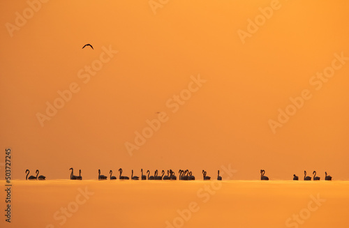 Greater Flamingos wading in the morning hours at Asker coast of Bahrain